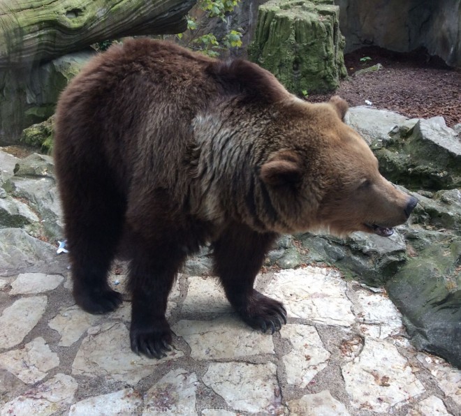 Photo d'Ours