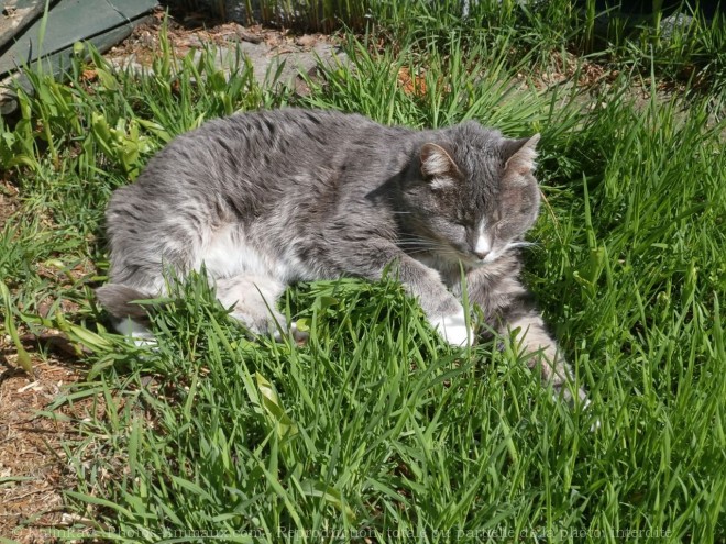 Photo de Chat domestique