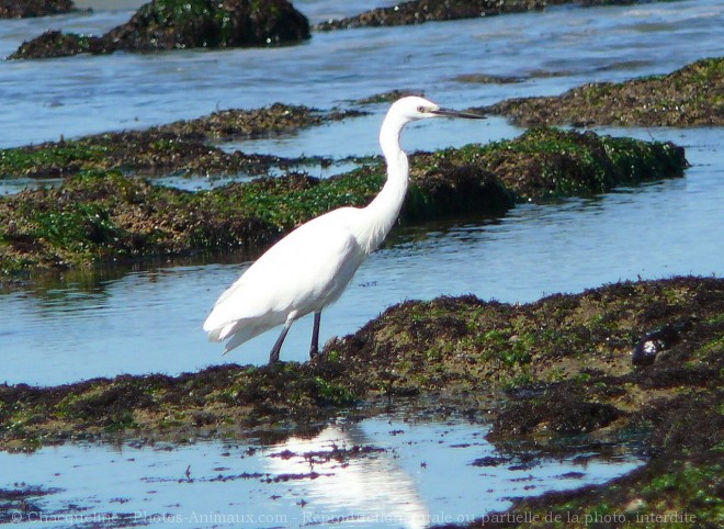 Photo d'Aigrette