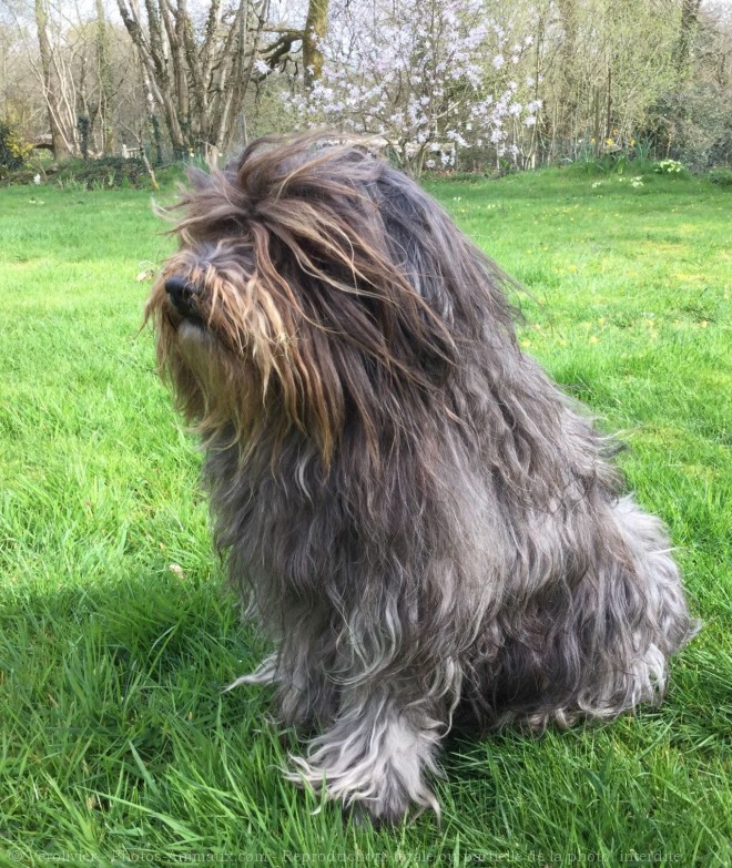 Photo de Bearded collie