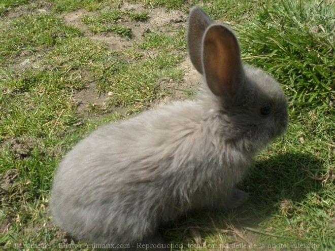 Photo de Lapin