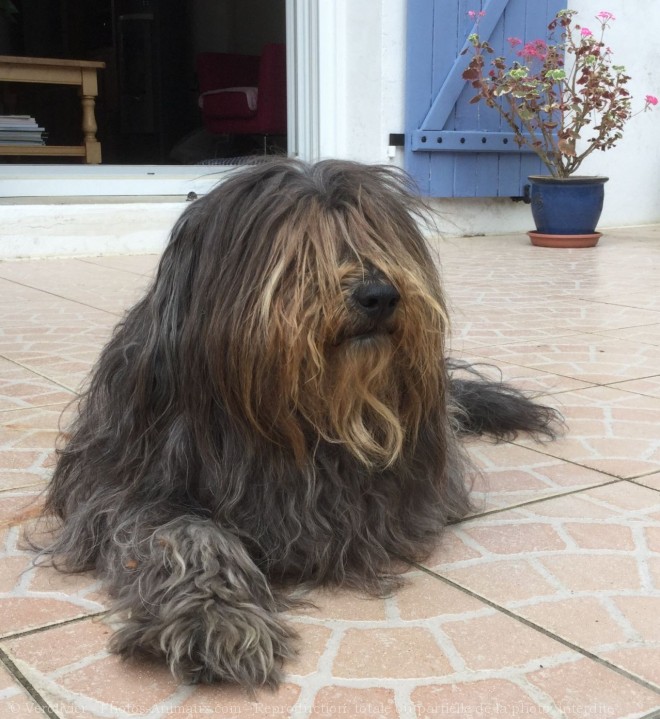 Photo de Bearded collie