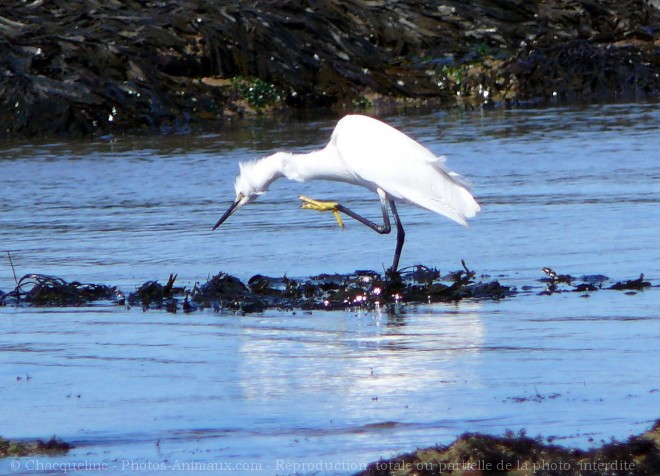 Photo d'Aigrette