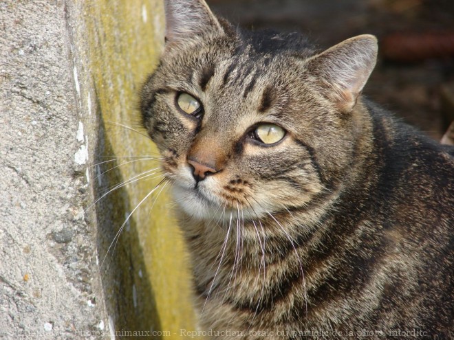 Photo de Chat domestique