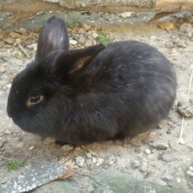 Photo de Lapin