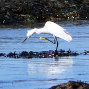 Photo d'Aigrette