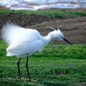 Photo d'Aigrette