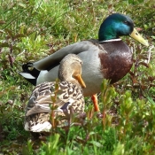 Photo de Canard colvert