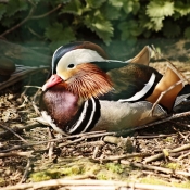 Photo de Canard mandarin