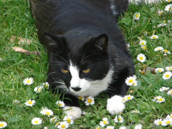 Photo de Chat domestique