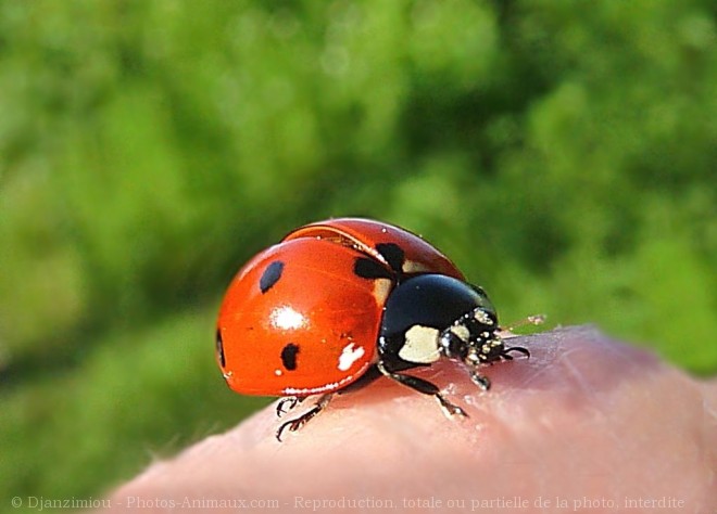 Photo de Coccinelle