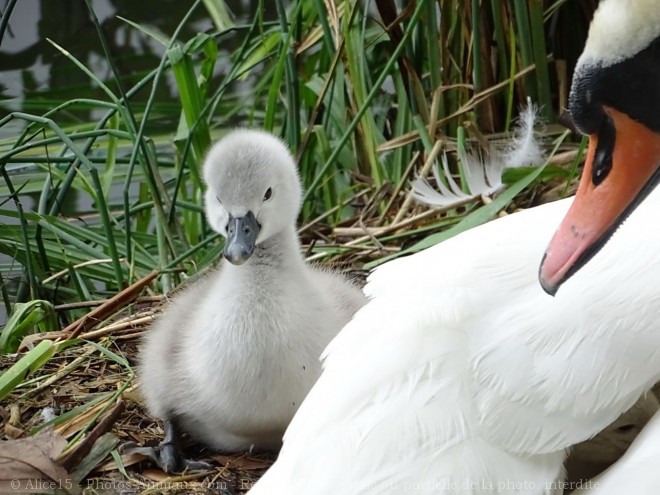 Photo de Cygne