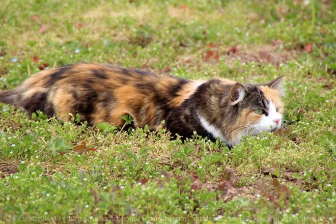 Photo de Chat domestique