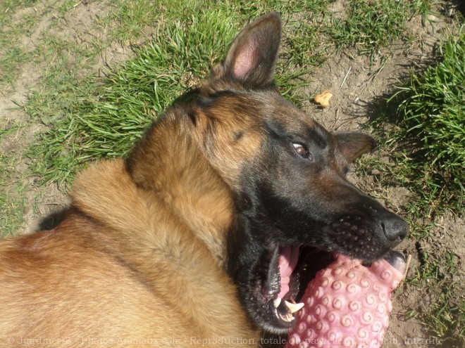 Photo de Berger belge malinois