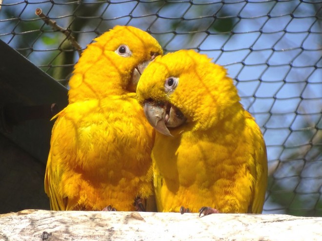 Photo de Conure soleil