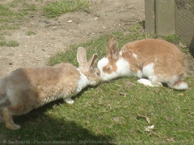 Photo de Lapin