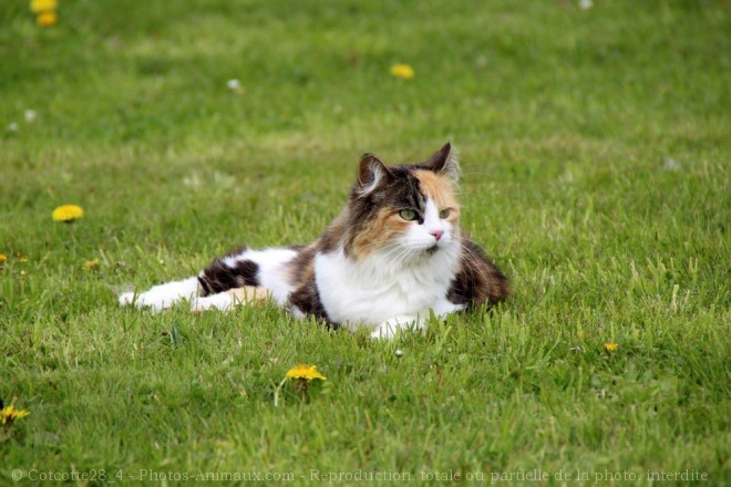 Photo de Chat domestique