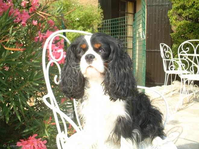 Photo de Cavalier king charles spaniel