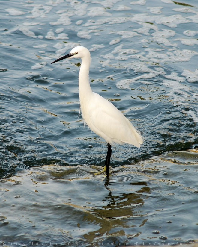 Photo d'Aigrette