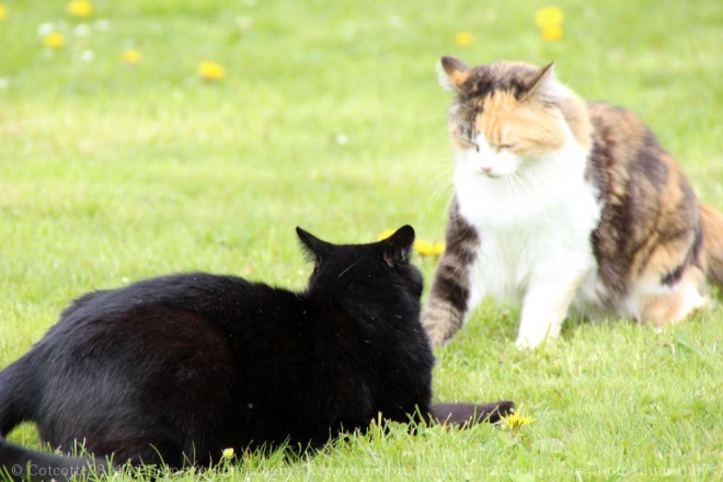 Photo de Chat domestique