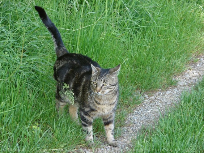 Photo de Chat domestique