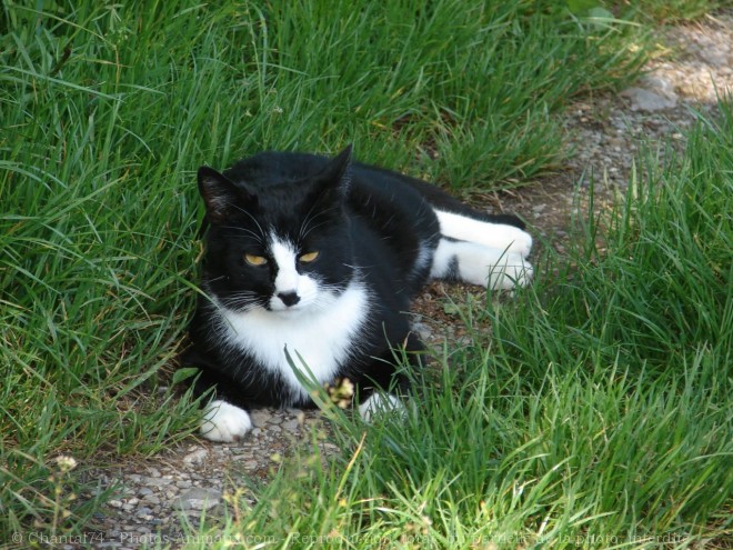 Photo de Chat domestique