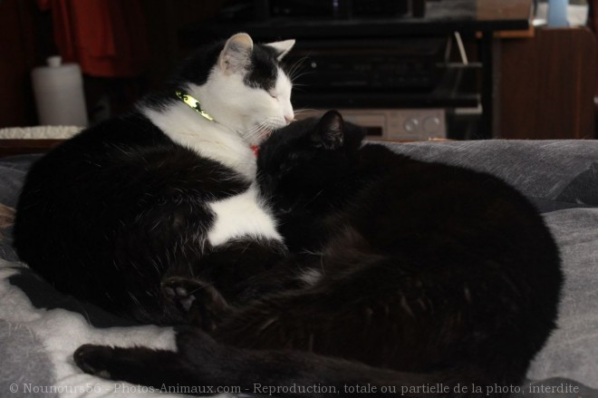 Photo de Chat domestique