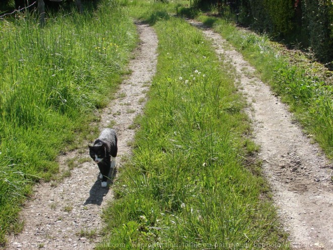 Photo de Chat domestique