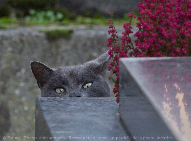 Photo de Chat domestique