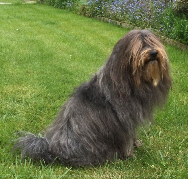 Photo de Bearded collie