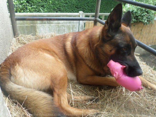 Photo de Berger belge malinois