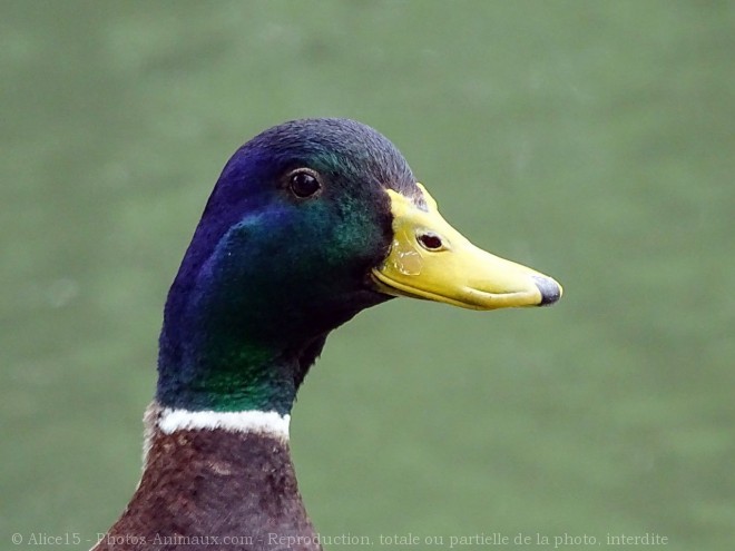 Photo de Canard colvert