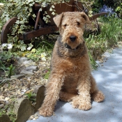 Photo d'Airedale terrier