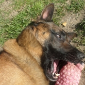 Photo de Berger belge malinois