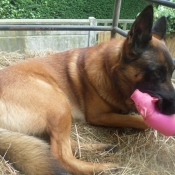 Photo de Berger belge malinois