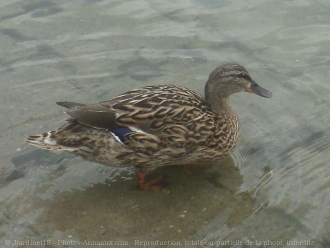 Photo de Canard colvert