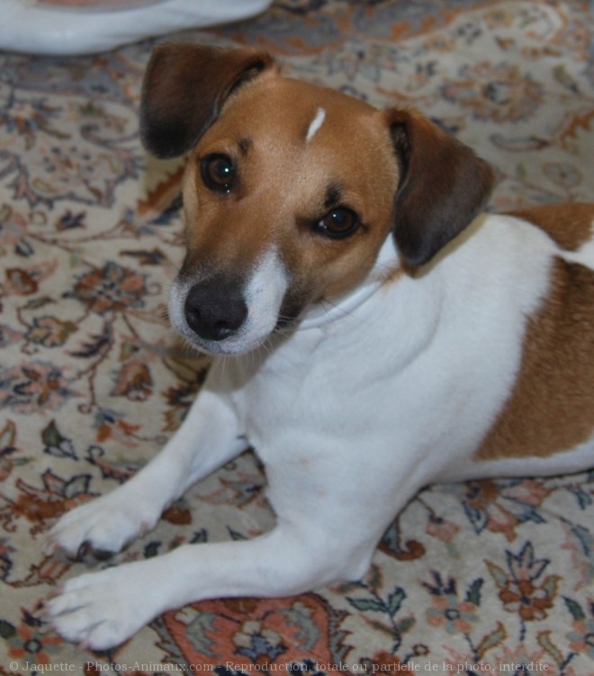 Photo de Jack russell terrier