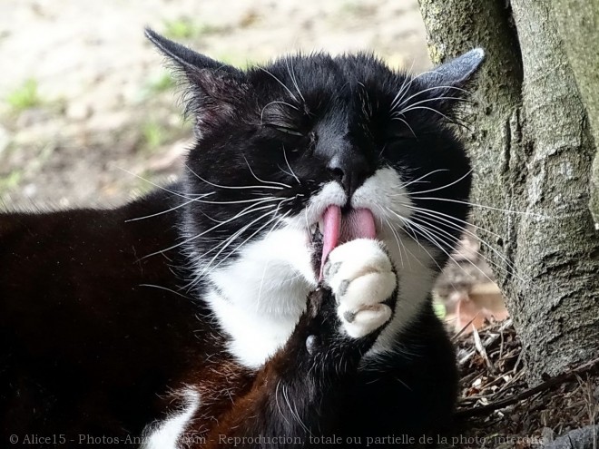 Photo de Chat domestique