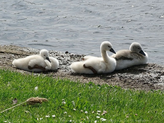 Photo de Cygne