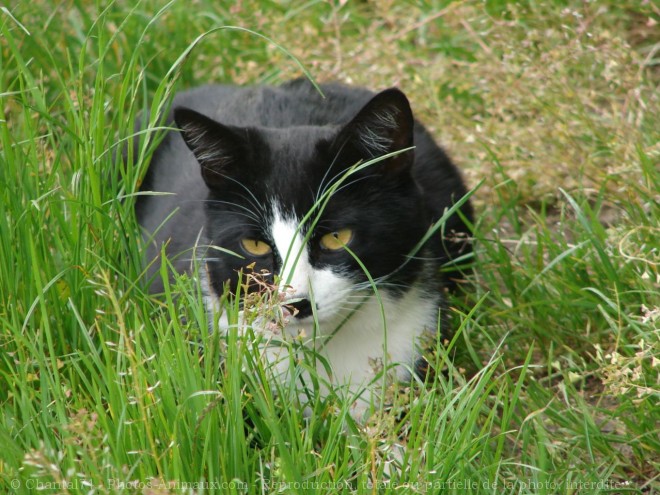 Photo de Chat domestique