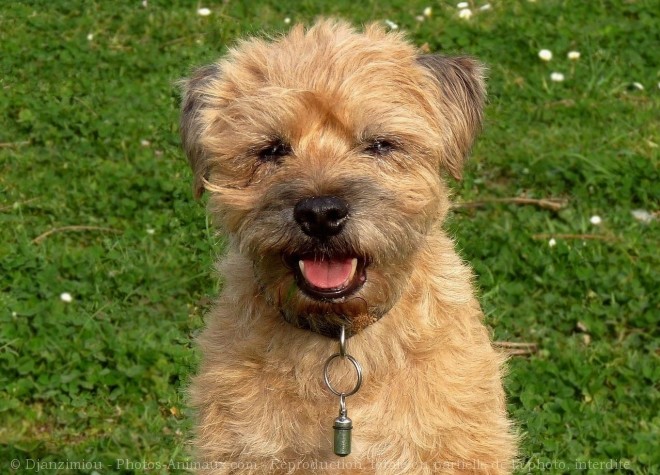 Photo de Border terrier