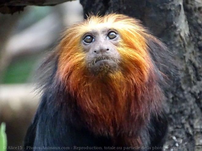 Photo de Singe - tamarin lion  tte dore