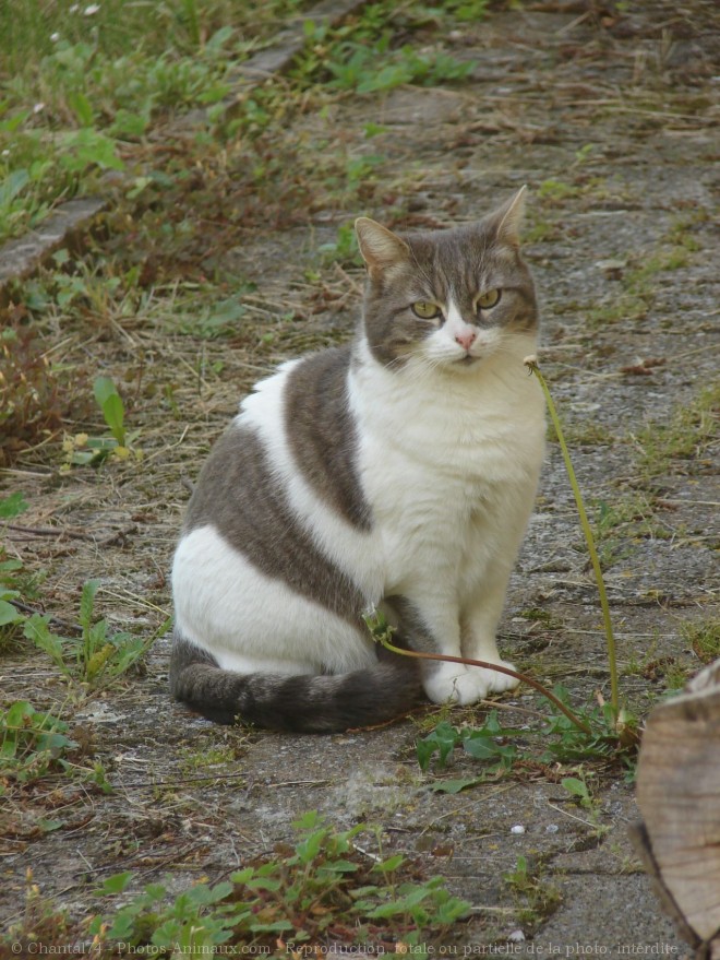 Photo de Chat domestique