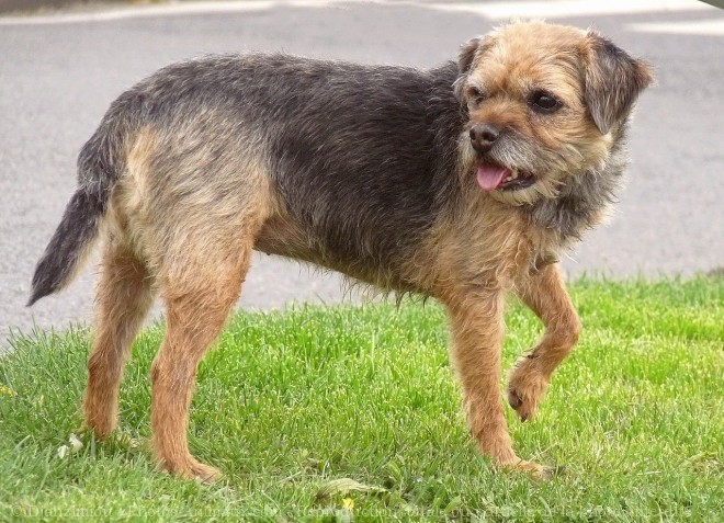 Photo de Border terrier