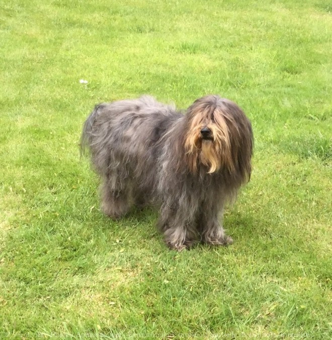 Photo de Bearded collie