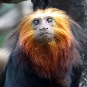 Photo de Singe - tamarin lion  tte dore