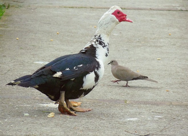 Photo de Canard de barbarie