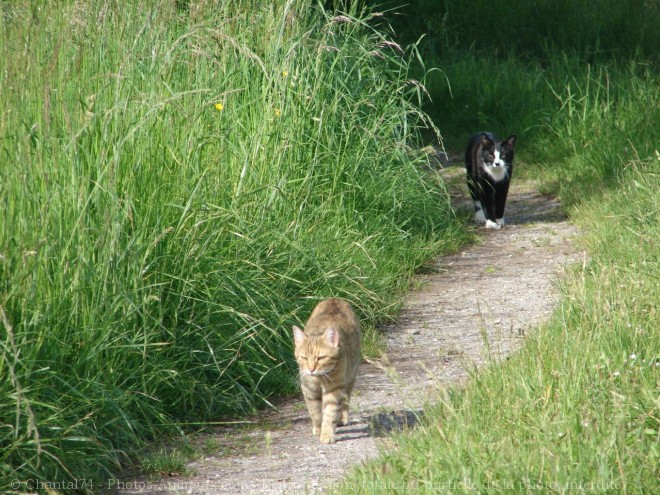 Photo de Chat domestique