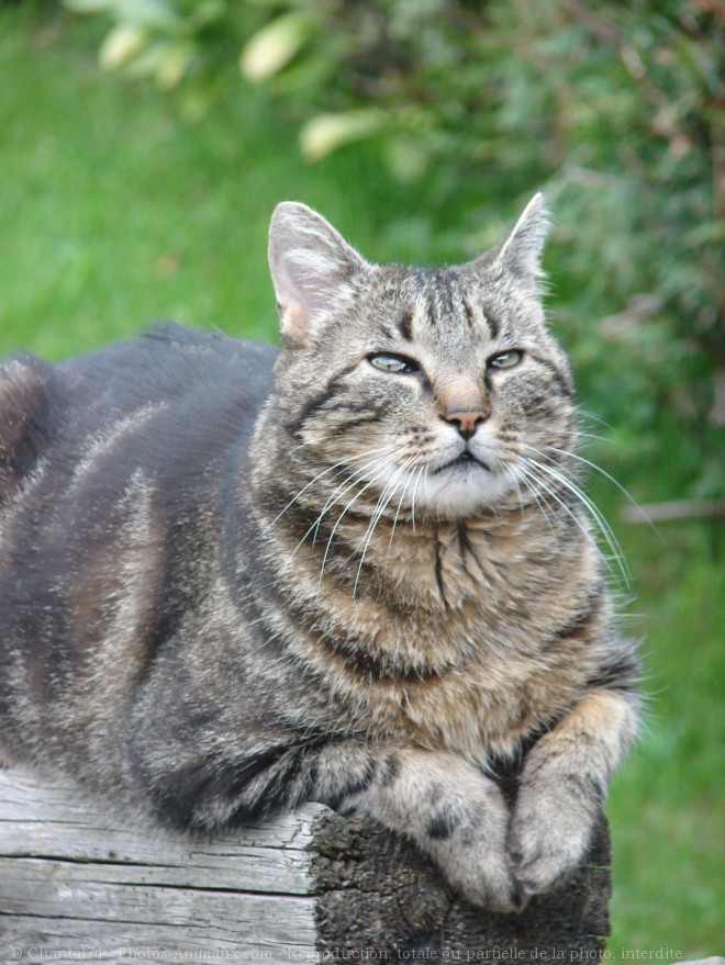 Photo de Chat domestique