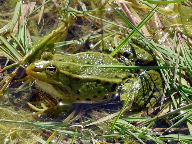 Photo de Grenouille - rainette verte